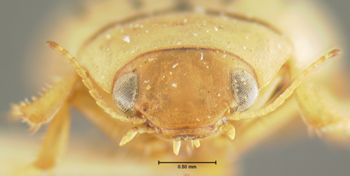 Media type: image;   Entomology 23898 Aspect: head frontal view